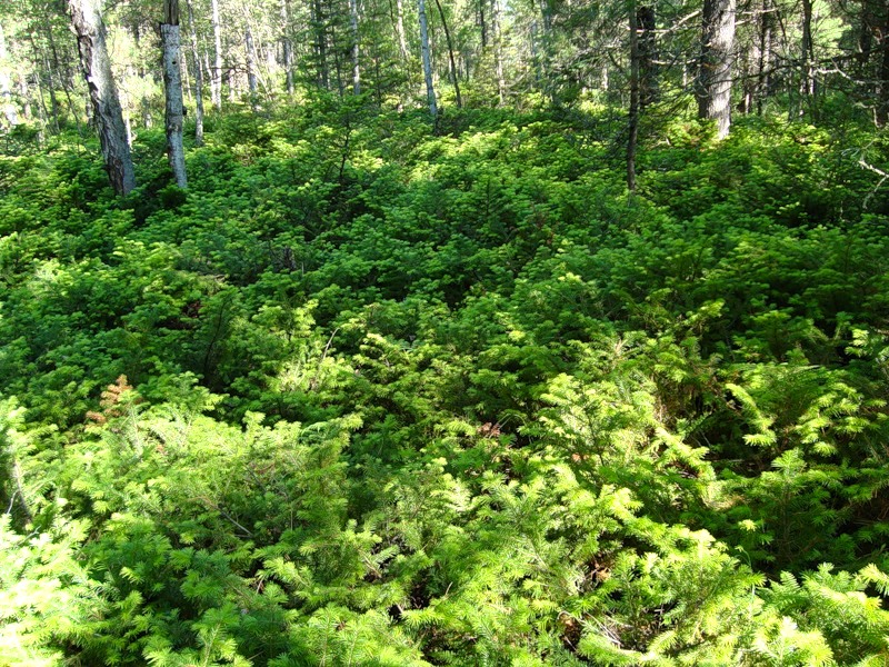 Флора заповедника